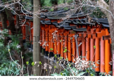 Fushimi Inari temple inhospitable corners Royalty-Free Stock Photo #2449704605