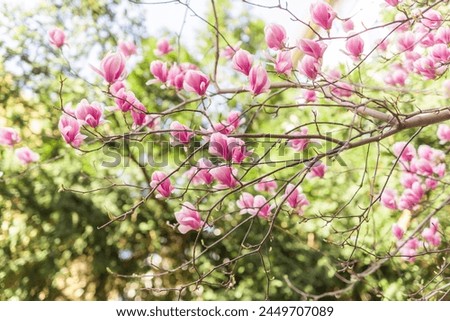 Beautiful blooming magnolia tree flower in the garden. Spring bloom time Royalty-Free Stock Photo #2449707089