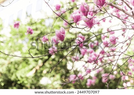 Beautiful blooming magnolia tree flower in the garden. Spring bloom time Royalty-Free Stock Photo #2449707097