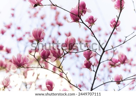 Beautiful blooming magnolia tree flower in the garden. Spring bloom time Royalty-Free Stock Photo #2449707111