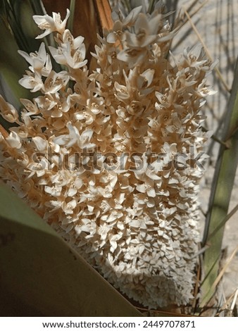 Phoenix dactylifera flower or date flowers or flowers of the date palm tree.date palm white flower pattern background  Royalty-Free Stock Photo #2449707871