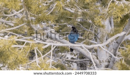 Blue bird captrued at bryce canyon