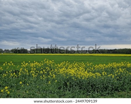 Agricultural land. Rapeseed field. Herbaceous plant. Yellow blossoms. Fragrance flowers. Rich of pollen. Honey bee's pollination. Tree silhouettes. Spring scene. Lush canopy. Green grass. Rural life.
