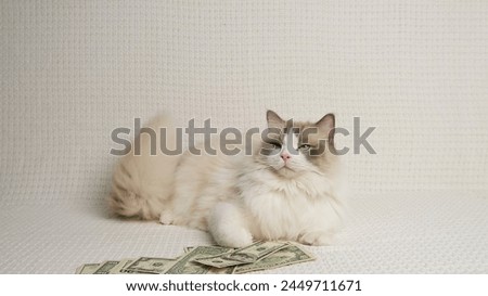 Ragdoll cat and dollars. Rich cat.
