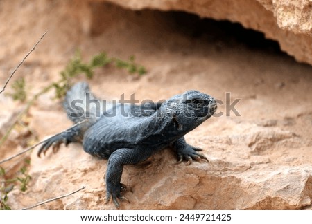 Egyptian Uromastyx emerging from its burrow