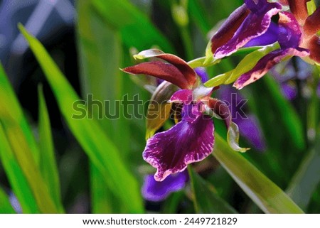 Beautiful exotic flowers of Orchidea Zygopetalum Royalty-Free Stock Photo #2449721829