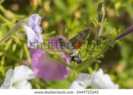 Macro photo of a king moth drinking nectar from flower