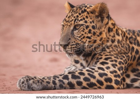 Leopard panther wildlife african predator outdoor