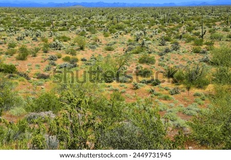 The Vast Sonora desert in central Arizona USA on a early Spring morning	 Royalty-Free Stock Photo #2449731945