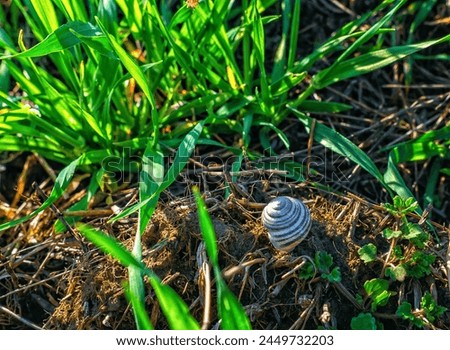 Empty snail shell on dry root among green grass. Sun rays, selective focus. Tranquil spring scene