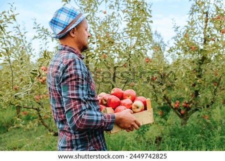 In a large apple orchard full of green trees stands a strong young man farmer with a box of fruit in his hands. Garden worker in plaid, hat. Blurred background. Copy space.
