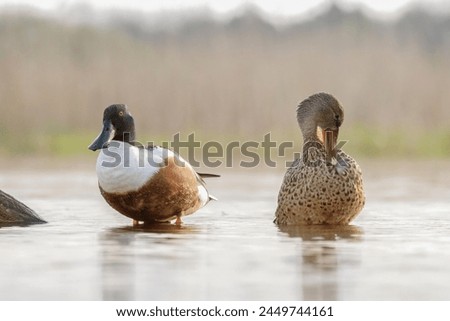 Male and female Northern shoveler duck, spatula clypeata, standing in shallow water Royalty-Free Stock Photo #2449744161