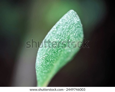 Super Macro photography of a  leaf which is shot with microscopic lens