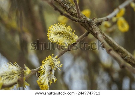 A bud of a willow tree blooming in spring against the background of a forest. Macro photography.