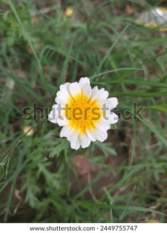 Beautiful picture of a flower in grass. 