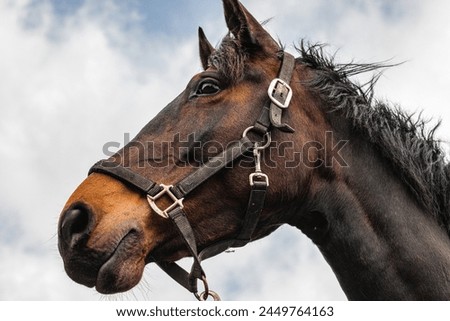 Portrait of horses head. Beautiful horse wearing a head collar. Looking up at equine. Equestrian 