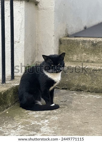 The black cat found in London neighborhood