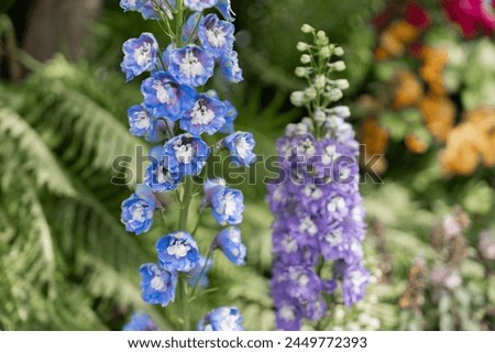 Delphinium elatum in a flower show Royalty-Free Stock Photo #2449772393