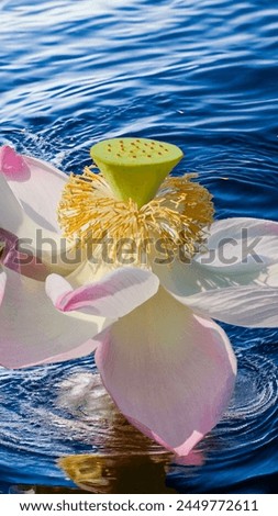 Lotus flower on the water surface with reflection in the water.