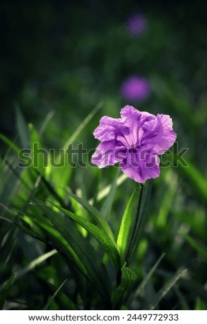 Close up of the backlighting of purple ruellia flower with green leaves in the background, image for mobile phone screen, display, wallpaper, screensaver, lock screen and home screen or background