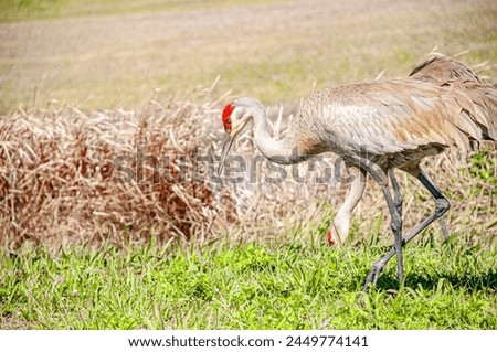 side view, medium distance of, a pair of Sand Hill cranes hunting for food, while walking across a marshy meadow, on sunny day Royalty-Free Stock Photo #2449774141