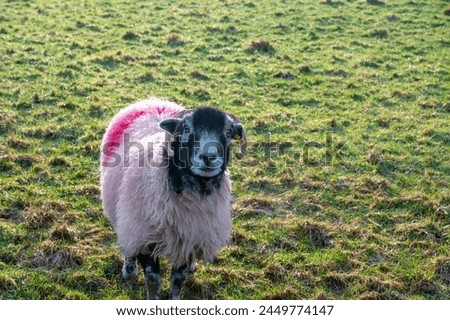 Sheep in a field watching the photographer