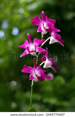 Close up of blooming purple orchid flowers with bokeh background, image for mobile phone screen, display, wallpaper, screensaver, lock screen and home screen or background