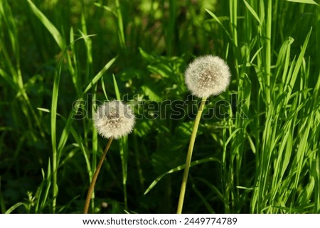  2 hairy ball of dandelion plant , blooming dandelion head