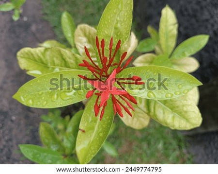 Ixora coccinea, commonly known as jungle geranium or flame of the woods, is a striking flowering shrub native to Asia and Africa. Its lush, evergreen foliage serves as a beautiful backdrop.