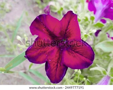 Purple blueish morning glory close up. Multi-color flower. Blurry pink flower.  Royalty-Free Stock Photo #2449777191