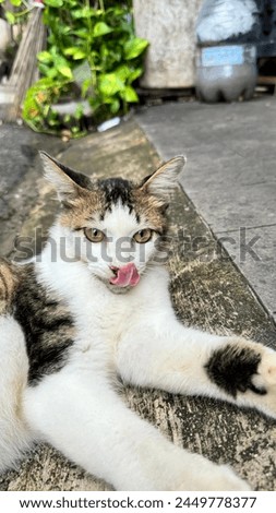 Cute cat with toungue sticking out