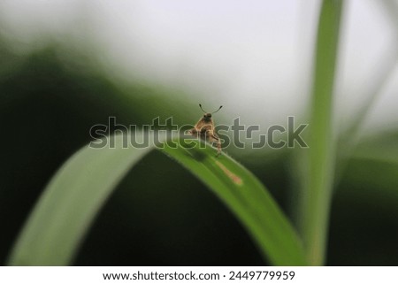 an insect standing on a green leaf in a center position with blurred background