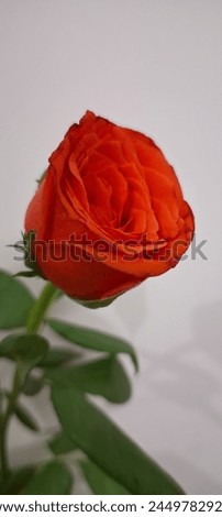 Gorgeous peach coral rose picture 