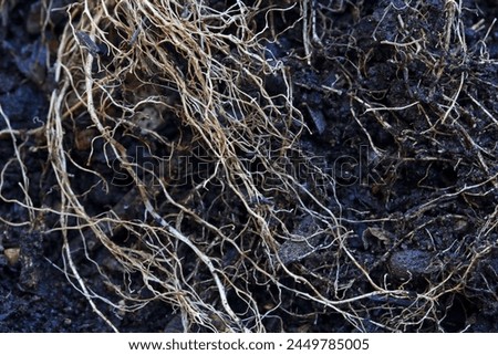 HAIRY ROOTS OF AN UPROOTED PLANT WITH RICH SOIL