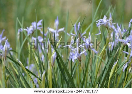 Wild Iris Grass Faded Background