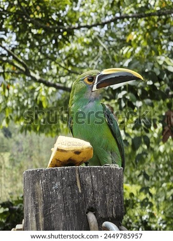 The emerald toucan is a striking tropical bird with bright green plumage and a large, colorful beak