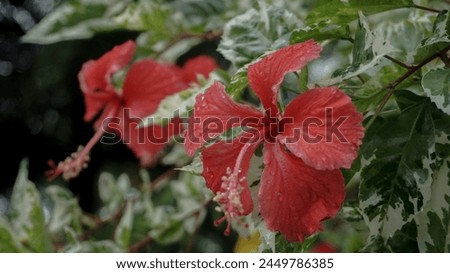 Red flowers in the garden are called kembang sepatu, Mock Azalea, lily, Adenium Obesum, Desert Rose or Bignonia.