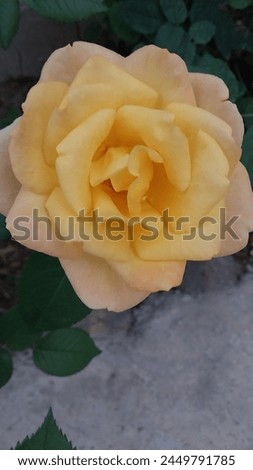 This is a yellow rose.
Yellow rose: Representing friendship, sympathy, respect and compassion. Yellow rose symbolise eternal friendship.
