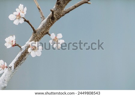 white flower blossom in the spring