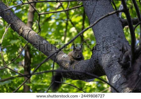 Cute squirrel animal sitting on a branch in sunny day in woods. beautiful sunny squirrel animal sitting on tree
