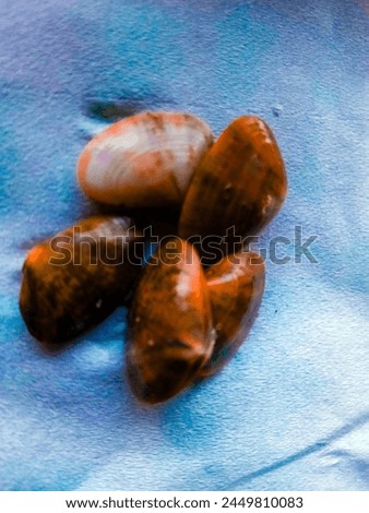 a picture of five sea shells on a sea blue background.