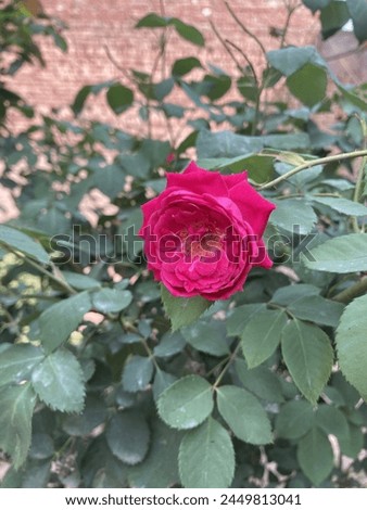 Rose picture. Natural glow of rose flower.