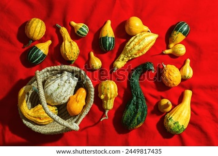 Pumpkins pattern, decorative diverse pumpkin, squash, patisson on red cloth background top view. Autumn, fall, halloween holiday concept. Minimal autumnal flat lay with beautiful sunlight and shadows.