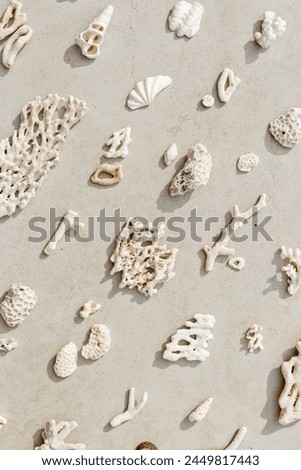 Assorted natural Seashells and corals at sunlight, summer nature still life from shell, coral pieces arranged on grey beige background, minimal style trend vertical pattern, neutral color, top view