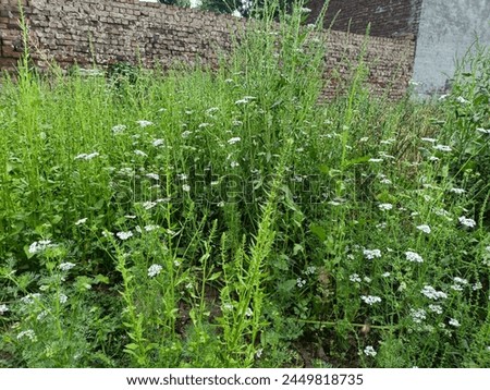 In Russia, coriander began to spread relatively recently. Initially, the plant settled on the territory of European countries in the western and central parts. For the first time, cilantro in the form Royalty-Free Stock Photo #2449818735