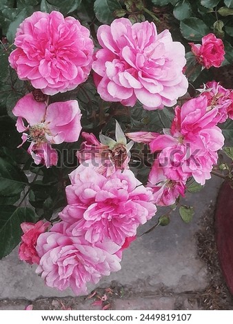 Beautiful pink roses. Pink roses. Beautiful flowers. Beautiful picture. Lovely picture. Nice picture. 