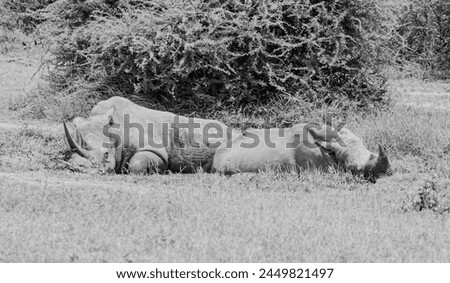 White Rhino at a watering hole in Southern African savannah