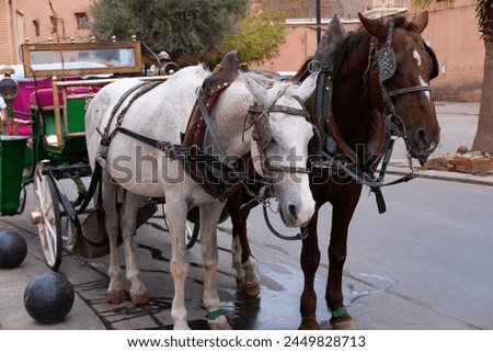 Tourists and locals ride in horse-drawn carriages through vibrant streets Marrakech, authentic and lively city life African kingdom Morocco, Authentic experience Royalty-Free Stock Photo #2449828713