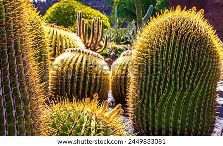 Beautiful сacti from tropical cactus garden (Jardin de Cactus) in Guatiza village. Location: Lanzarote, Canary Islands, Spain. Artistic picture. Beauty world.