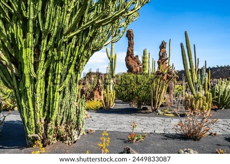 Amazing view of tropical cactus garden (Jardin de Cactus) in Guatiza village. Location: Lanzarote, Canary Islands, Spain. Artistic picture. Beauty world. 